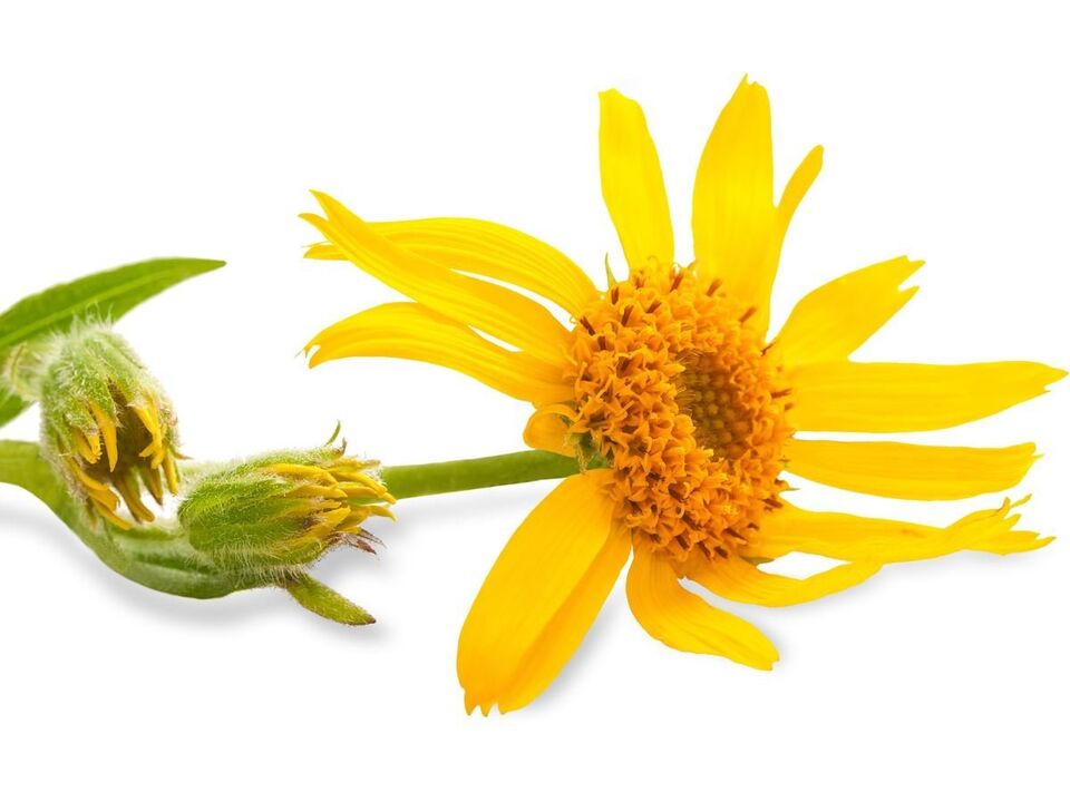 arnica montana - element of the composition Depanten