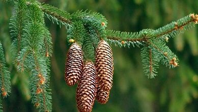 Treatment of osteochondrosis spruce cones of the cervix
